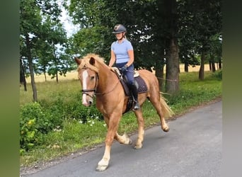 Sangre fría polaco Mestizo, Caballo castrado, 3 años, 166 cm, Alazán