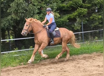 Sangre fría polaco Mestizo, Caballo castrado, 3 años, 166 cm, Alazán