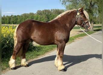 Sangre fría polaco, Caballo castrado, 3 años, 171 cm, Alazán-tostado