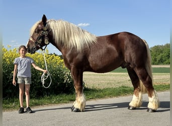 Sangre fría polaco, Caballo castrado, 3 años, 171 cm, Alazán-tostado