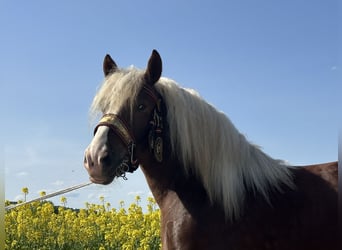 Sangre fría polaco, Caballo castrado, 3 años, 171 cm, Alazán-tostado