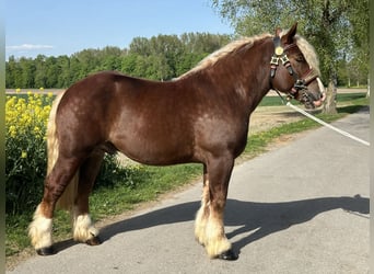 Sangre fría polaco, Caballo castrado, 3 años, 171 cm, Alazán-tostado