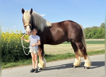 Sangre fría polaco, Caballo castrado, 3 años, 171 cm, Alazán-tostado