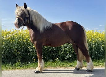 Sangre fría polaco, Caballo castrado, 3 años, 171 cm, Alazán-tostado