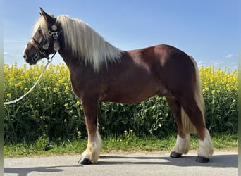Sangre fría polaco, Caballo castrado, 3 años, 171 cm, Alazán-tostado