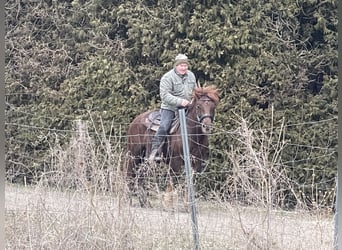 Sangre fría polaco Mestizo, Caballo castrado, 4 años, 147 cm, Alazán-tostado