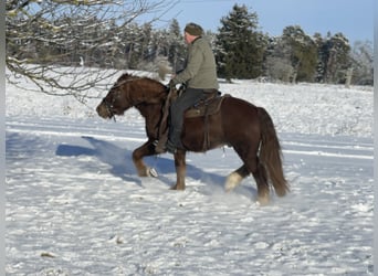 Sangre fría polaco Mestizo, Caballo castrado, 4 años, 147 cm, Alazán-tostado