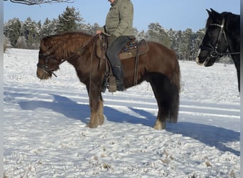 Sangre fría polaco Mestizo, Caballo castrado, 4 años, 147 cm, Alazán-tostado