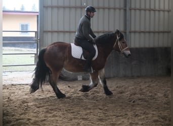 Sangre fría polaco, Caballo castrado, 4 años, 154 cm, Castaño claro