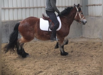 Sangre fría polaco, Caballo castrado, 4 años, 154 cm, Castaño claro