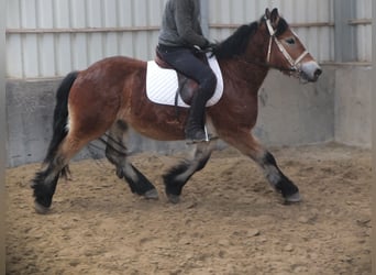 Sangre fría polaco, Caballo castrado, 4 años, 154 cm, Castaño claro