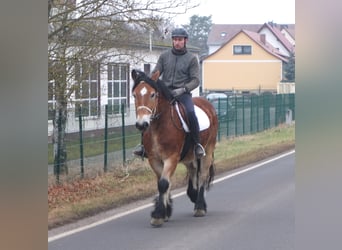 Sangre fría polaco, Caballo castrado, 4 años, 154 cm, Castaño claro