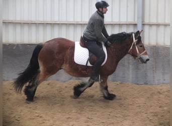 Sangre fría polaco, Caballo castrado, 4 años, 154 cm, Castaño claro