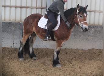 Sangre fría polaco, Caballo castrado, 4 años, 154 cm, Castaño claro