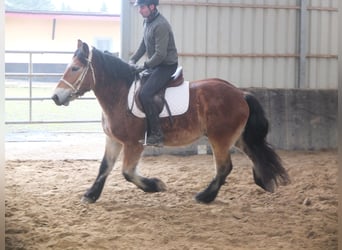 Sangre fría polaco, Caballo castrado, 4 años, 154 cm, Castaño claro