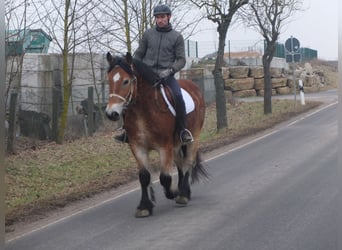 Sangre fría polaco, Caballo castrado, 4 años, 154 cm, Castaño claro