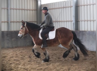 Sangre fría polaco, Caballo castrado, 4 años, 154 cm, Castaño claro