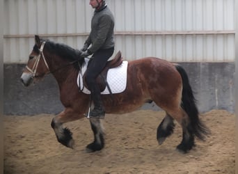 Sangre fría polaco, Caballo castrado, 4 años, 154 cm, Castaño claro