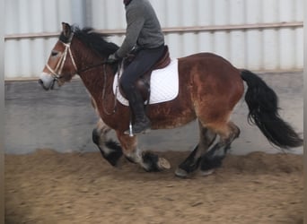 Sangre fría polaco, Caballo castrado, 4 años, 154 cm, Castaño claro