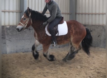 Sangre fría polaco, Caballo castrado, 4 años, 154 cm, Castaño claro