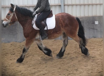 Sangre fría polaco, Caballo castrado, 4 años, 154 cm, Castaño claro