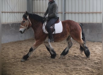 Sangre fría polaco, Caballo castrado, 4 años, 154 cm, Castaño claro