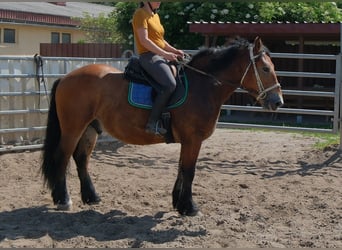 Sangre fría polaco, Caballo castrado, 4 años, 155 cm, Castaño claro