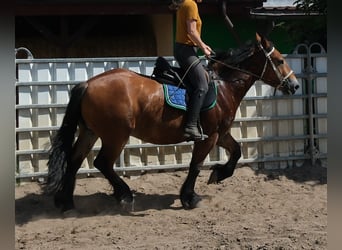 Sangre fría polaco, Caballo castrado, 4 años, 155 cm, Castaño claro