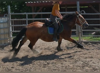 Sangre fría polaco, Caballo castrado, 4 años, 155 cm, Castaño claro