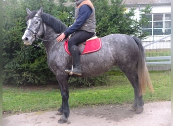 Sangre fría polaco Mestizo, Caballo castrado, 4 años, 155 cm, Tordo rodado