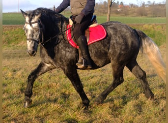 Sangre fría polaco Mestizo, Caballo castrado, 4 años, 155 cm, Tordo rodado