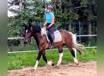 Sangre fría polaco Mestizo, Caballo castrado, 4 años, 156 cm, Pío