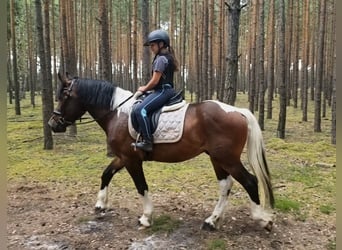 Sangre fría polaco Mestizo, Caballo castrado, 4 años, 156 cm, Pío