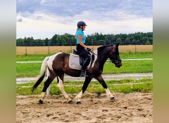 Sangre fría polaco Mestizo, Caballo castrado, 4 años, 156 cm, Pío