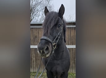 Sangre fría polaco Mestizo, Caballo castrado, 4 años, 157 cm, Negro