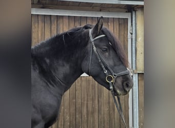 Sangre fría polaco Mestizo, Caballo castrado, 4 años, 157 cm, Negro