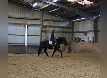 Sangre fría polaco Mestizo, Caballo castrado, 4 años, 157 cm, Negro