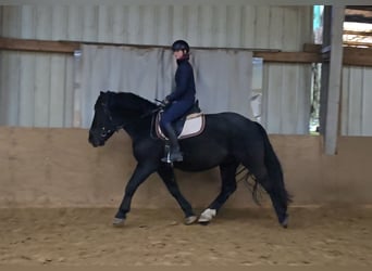 Sangre fría polaco Mestizo, Caballo castrado, 4 años, 157 cm, Negro