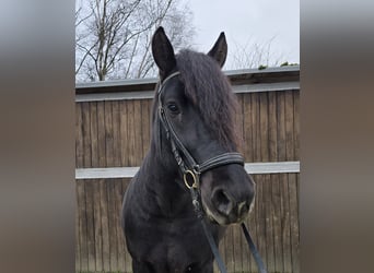 Sangre fría polaco Mestizo, Caballo castrado, 4 años, 157 cm, Negro