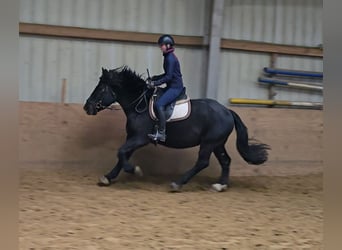 Sangre fría polaco Mestizo, Caballo castrado, 4 años, 157 cm, Negro