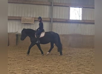 Sangre fría polaco Mestizo, Caballo castrado, 4 años, 157 cm, Negro