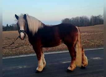 Sangre fría polaco, Caballo castrado, 4 años, 160 cm, Alazán