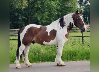 Sangre fría polaco, Caballo castrado, 4 años, 164 cm, Pío