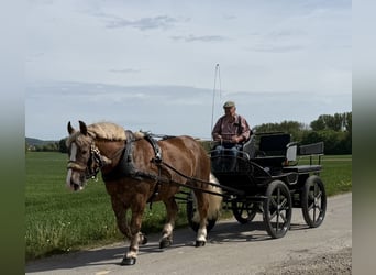 Sangre fría polaco, Caballo castrado, 4 años, 165 cm, Alazán-tostado