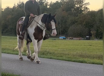 Sangre fría polaco, Caballo castrado, 4 años, 165 cm, Pío