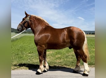 Sangre fría polaco, Caballo castrado, 4 años, 166 cm, Alazán-tostado