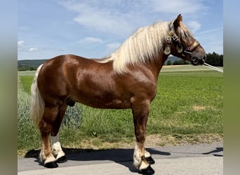 Sangre fría polaco, Caballo castrado, 4 años, 166 cm, Alazán-tostado