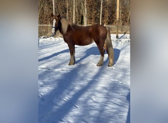 Sangre fría polaco Mestizo, Caballo castrado, 5 años, 165 cm, Alazán