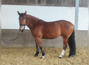 Sangre fría polaco, Caballo castrado, 5 años, 170 cm, Castaño