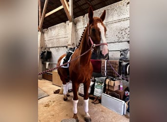 Sangre fría polaco, Caballo castrado, 5 años, 175 cm